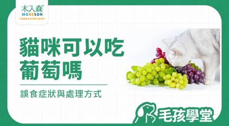 貓咪可以吃葡萄嗎？葡萄乾、誤食症狀與處理方式
