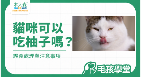 貓咪可以吃柚子嗎？誤食果肉、柚子皮要注意什麼