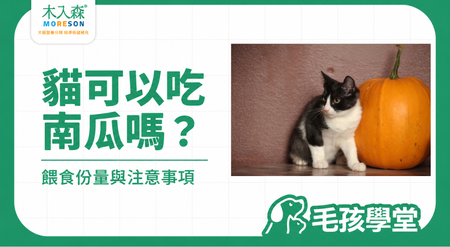 貓可以吃南瓜嗎？餵食份量、料理方式與注意事項