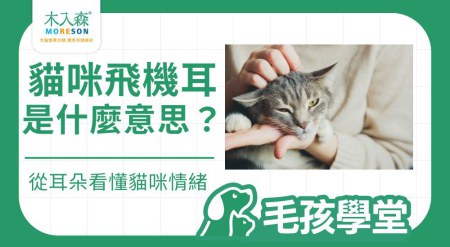 貓飛機耳是什麼意思？從耳朵姿勢看懂貓咪情緒與警訊