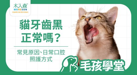 貓牙齒黑正常嗎？常見原因、警訊與日常口腔照護重點