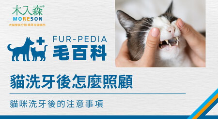 貓咪洗牙後怎麼照顧？吃飯、精神觀察與注意事項一次看