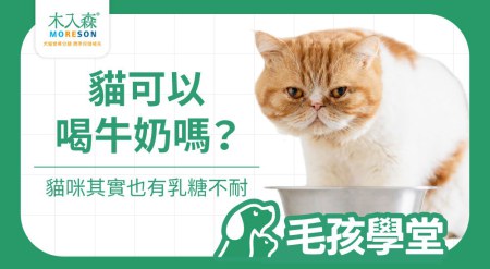 貓可以喝牛奶嗎？貓也有乳糖不耐，日常營養補充要注意