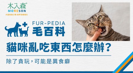 貓咪一直亂吃東西怎麼辦？除了貪玩，可能是異食癖