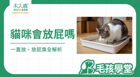 貓咪放屁正常嗎？貓咪一直放屁、放屁很臭原因與改善方式