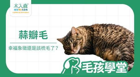 貓咪蒜瓣毛是什麼？成因、真偽分辨、梳毛與毛髮照護重點