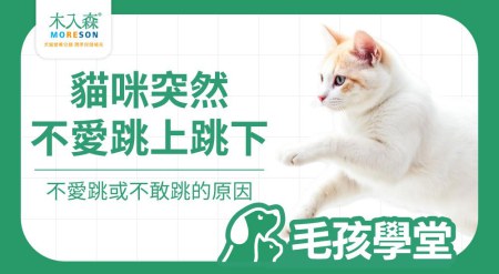 貓咪好像不敢跳？關節炎導致的跳躍失敗、不敢跳的原因與觀察重點