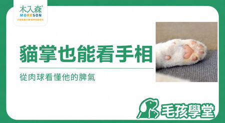貓掌看個性準嗎？貓咪肉球形狀、顏色與性格觀察