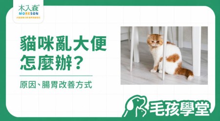貓咪亂大便怎麼辦？突然亂大便原因、腸胃問題與改善方式