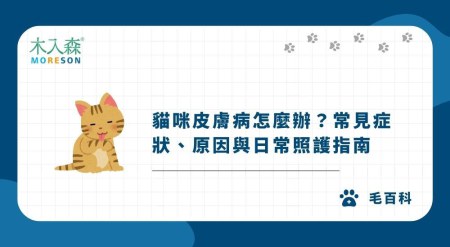 貓咪皮膚病怎麼辦？常見症狀、原因與日常照護指南