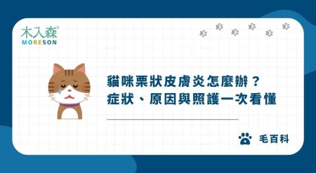 貓咪栗狀皮膚炎怎麼辦？症狀、原因與照護一次看懂