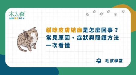 貓咪皮膚結痂是怎麼回事？常見原因、症狀與照護方法一次看懂