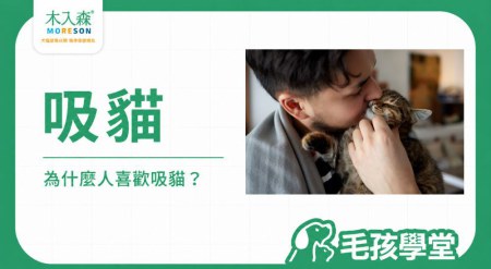吸貓是什麼？為什麼人喜歡吸貓、貓咪味道與療癒感解析