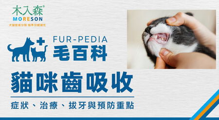 貓咪齒吸收原因有哪些？症狀、治療、拔牙與預防重點