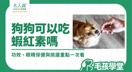 蝦紅素是什麼？狗狗可以吃嗎？功效、眼睛保健與挑選重點一次看