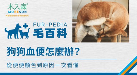 狗狗血便怎麼辦？從黏液、果凍狀到拉肚子有血的常見原因與觀察重點