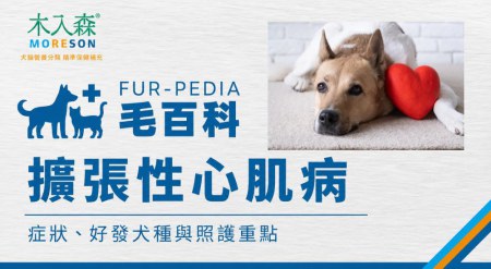 狗狗擴張性心肌病｜症狀、好發犬種、診斷治療與照護重點
