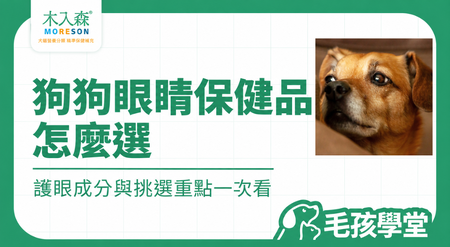 狗狗眼睛保健食品怎麼選？葉黃素、護眼成分與挑選重點一次看