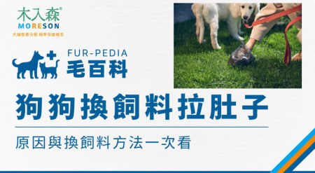 狗狗換飼料拉肚子怎麼辦？換飼料方法、比例與照顧方式