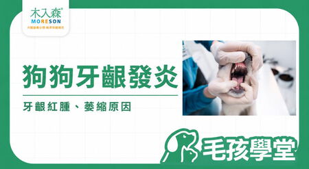 狗狗牙齦發炎怎麼辦？狗狗牙齦紅腫、萎縮原因與就醫時機