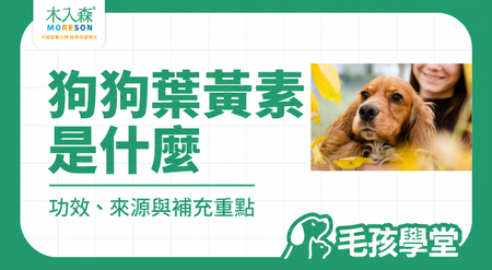 狗狗葉黃素有什麼用？功效、來源、怎麼吃與補充重點