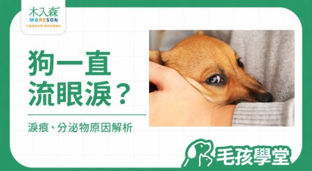 狗流眼淚怎麼辦？狗狗眼淚多、淚痕、分泌物與常見原因解析