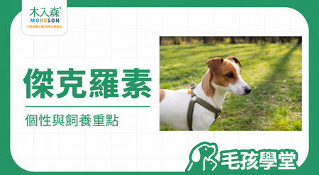 傑克羅素好養嗎？個性、缺點、特徵與飼養重點一次看