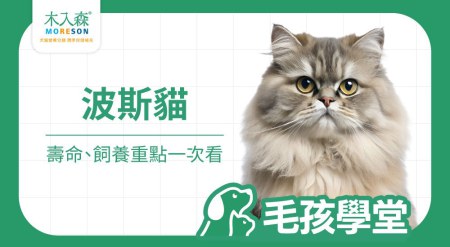 波斯貓壽命多長？個性、背景、照顧重點一次看
