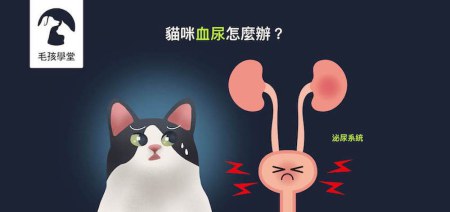 貓咪血尿怎麼辦？獸醫師告訴你貓咪血尿的處置，與預防貓咪泌尿系統發炎