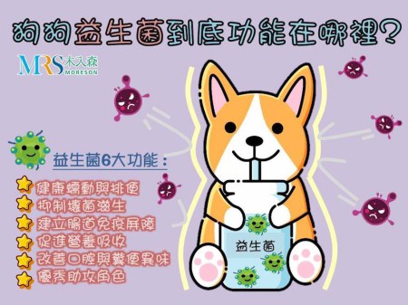 狗狗又拉肚子了嗎？狗狗益生菌介紹與腸道保健須知