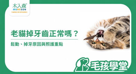 老貓掉牙齒正常嗎？常見原因、照顧方式與就醫時機