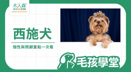 西施犬好養嗎？個性與照顧重點一次看