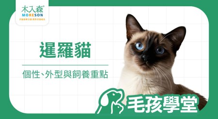 暹羅貓好養嗎？個性、壽命、變色原因與飼養重點一次看