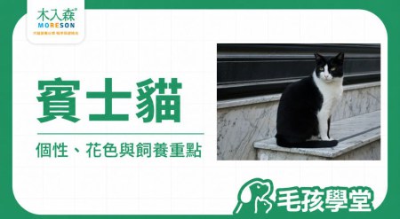 賓士貓花色、個性、壽命與飼養重點