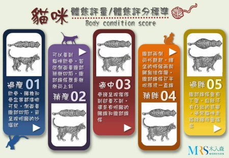我家的貓咪該減肥嗎？貓咪肥胖的成因、評估與瘦身方法