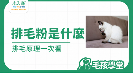 排毛粉是什麼？貓咪排毛原理、膳食纖維與成分一次看