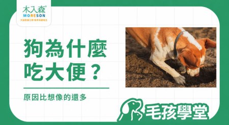 狗為什麼吃大便？原因、觀察重點與改善方式一次看