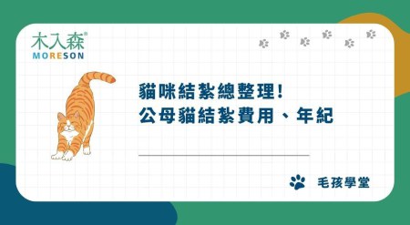 【2026最新】貓咪結紮完整指南：公母貓結紮費用、年紀、寵物補助
