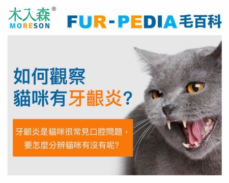 突然不愛吃東西！貓咪牙齦炎怎麼看？貓咪牙齦炎原因、症狀與預防方式
