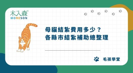 2024 母貓結紮費用多少？各縣市結紮補助總整理