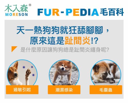 天一熱狗狗就狂舔腳腳，原來這是趾間炎!?