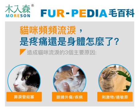 貓咪頻頻流淚，是疼痛還是身體怎麼了?