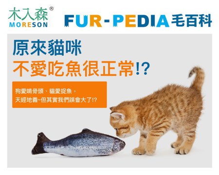 貓咪可以吃魚嗎？偷偷告訴你，貓咪不愛吃魚其實很正常