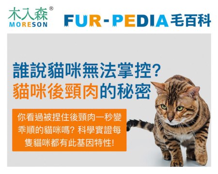 誰說貓咪無法掌控？貓咪後頸肉的秘密