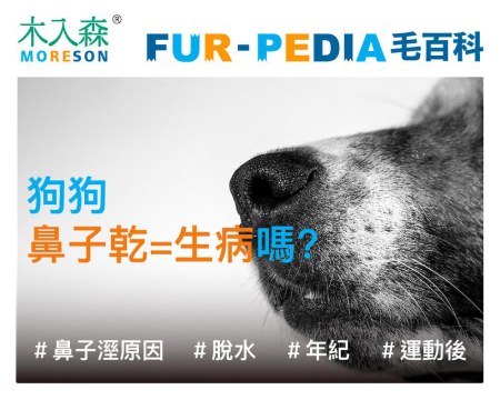 狗狗”鼻子乾=生病”嗎?
