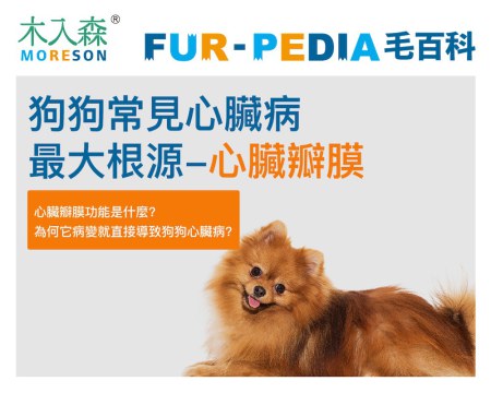 狗狗常見心臟病最大根源-心臟瓣膜