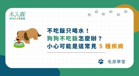 不吃飯只喝水！狗狗不吃飯怎麼辦？小心可能是這常見 5 種疾病