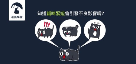 知道貓咪緊迫會引發不良影響嗎?