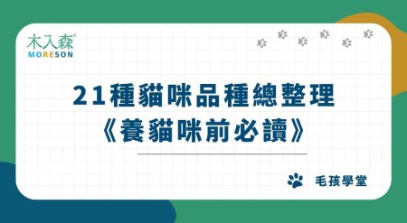 21種貓咪品種總整理｜常見貓品種圖鑑，養貓咪前必讀