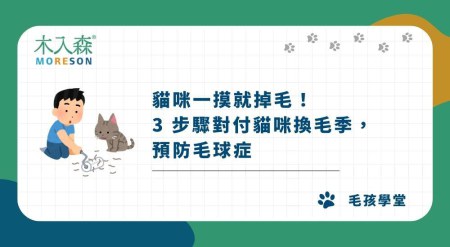 貓咪一摸就掉毛！3 步驟對付貓咪換毛季，預防毛球症